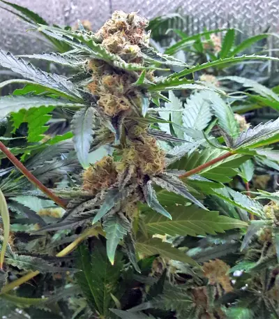 White Critical (White Widow +) (Original Sensible Seeds)