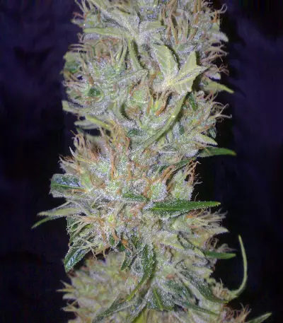 White Label Jack Herer Regular (White Label)