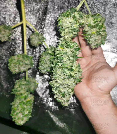 Auto #1 feminized seeds