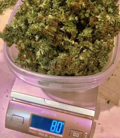 Big Bud Autoflower strain