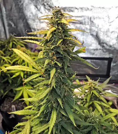 Bruce Banner Auto (Cali Buds Seeds)