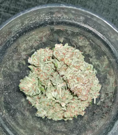 Bubba Cheese Auto strain