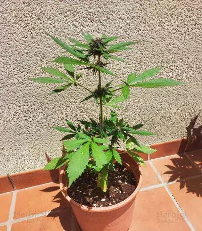 Sementes Feminizadas de Dark Lemonade Auto (Delicious Seeds)