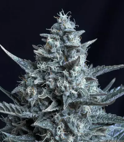 Blubonik Seeds