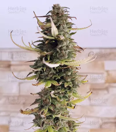 Girl Scout Cookies Autoflower feminized seeds