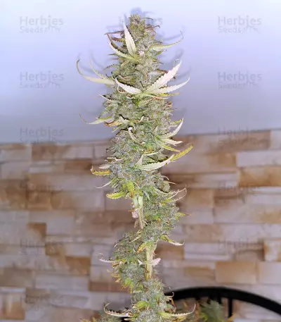 Girl Scout Cookies Autoflower feminized seeds