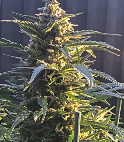King’s Kush Auto CBD (GHS)