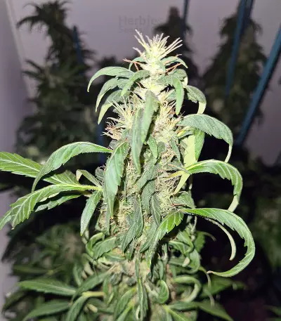 Mango Crunch Seeds