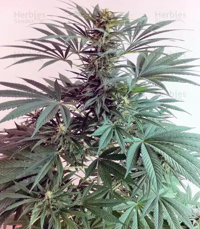 Nebula II CBD (Paradise Seeds)