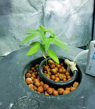 Original Glue Seeds
