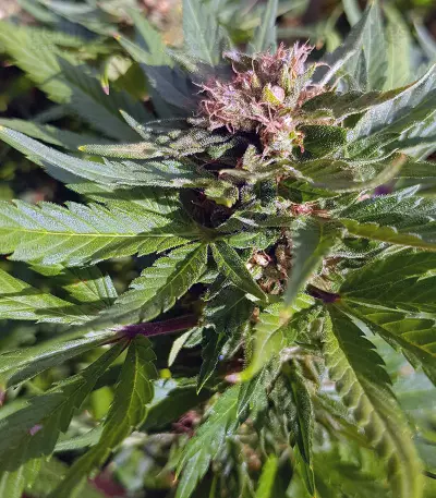 Pumpkin Kush Seeds
