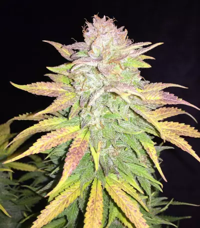 Sour Livers Auto feminized seeds