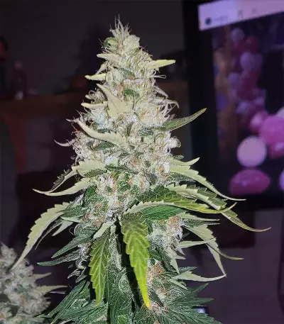 Acapulco Gold Seeds