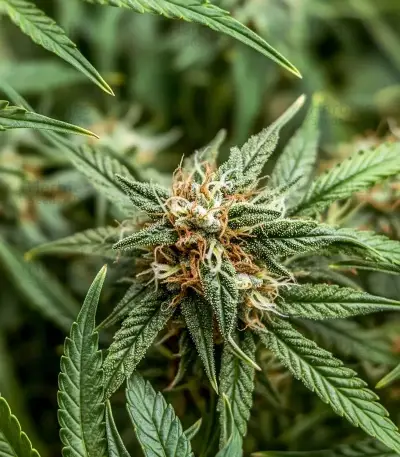 Blueberry Auto feminized seeds