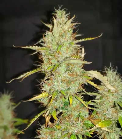 Brain's Escape feminized seeds