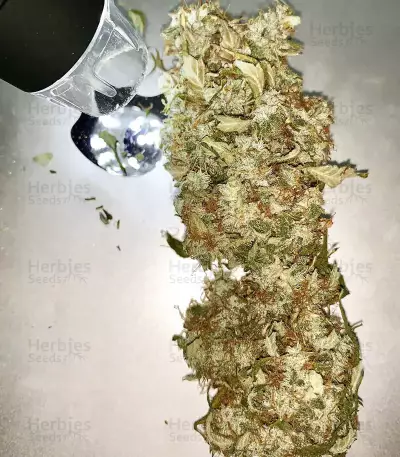 Buddha Haze Automatic Auto Seeds