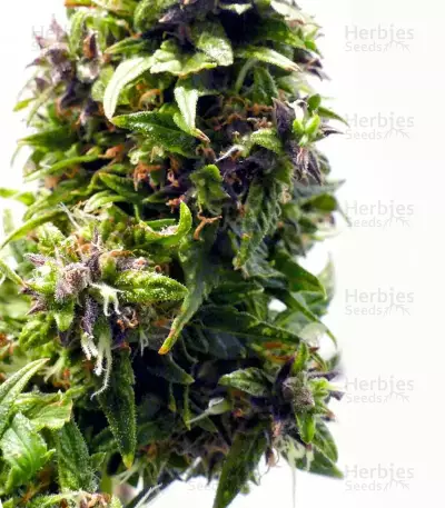Graines de cannabis Buddha Medikit Auto CBD (Buddha Seeds)