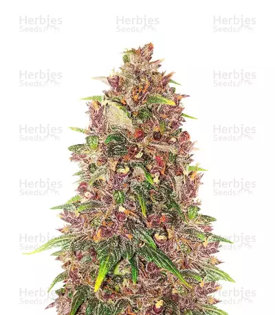 C4 Auto feminized seeds
