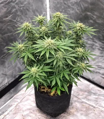 Ceres Kush Seeds