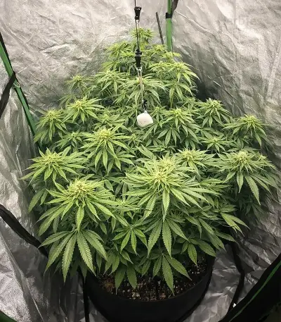 Chemdog Gorilla (Expert Seeds) Seeds