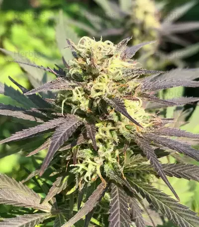 Cherry Gar-see-yaa Feminized Seeds (Ethos Genetics)