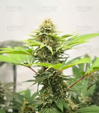 Cherry Poppers (Barney's Farm)