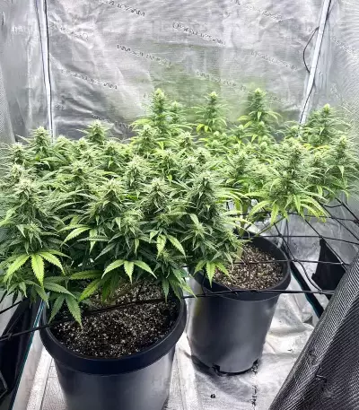 Sementes Feminizadas de Cinderella 99 (Brothers Grimm Seeds)