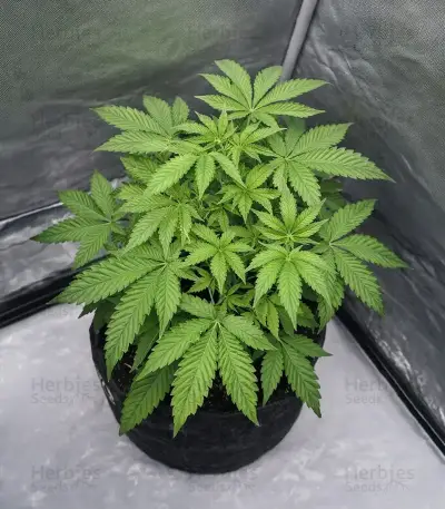 Cookie Casket Seeds