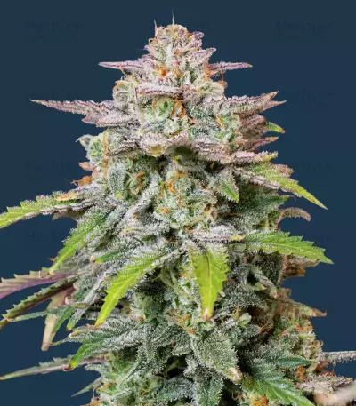 Forbidden Runtz Auto Seeds