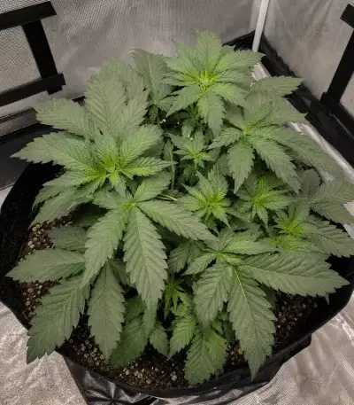 Frozen Biscotti Seeds (Dutch Passion)