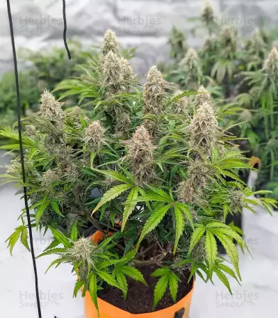 Fugue State Auto Seeds