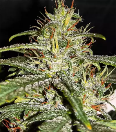 Semillas feminizadas GG#4 Original Glue Auto (Original Sensible Seeds)