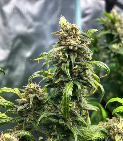 Girl Scout Cookies Seeds
