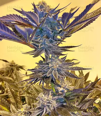 Grandaddy Purple feminized seeds (Big Head Seeds)