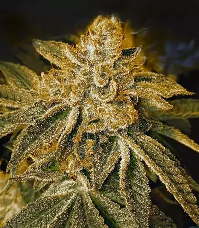 Grape OX regular seeds
