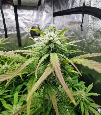 Headstone Seeds