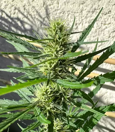 Humboldt Dream Seeds (Humboldt Seed Company)