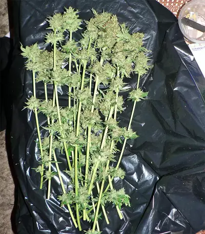 Larry OG Kush Seeds