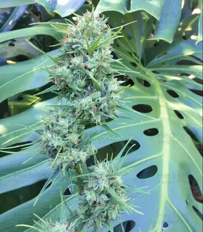 Malawi Seeds