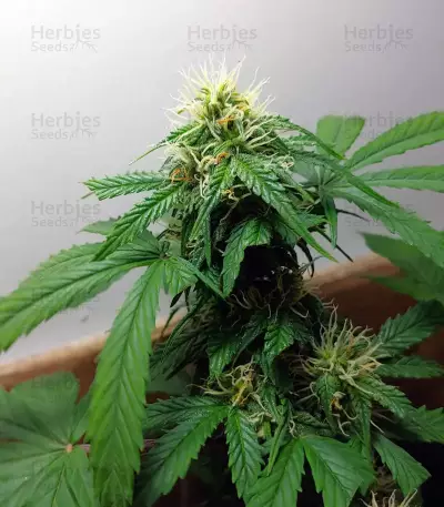 Graines de cannabis Monkey GG#4 Original Glue (Growers Choice)