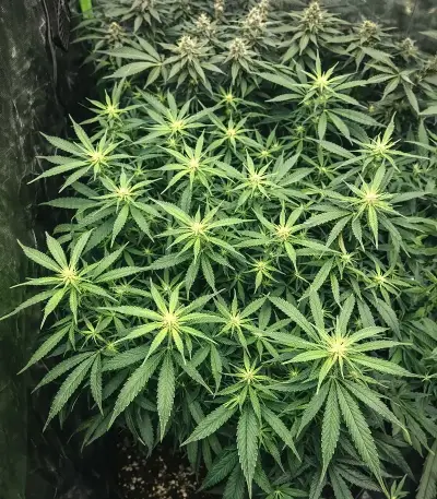 OG Critical (Emerald Triangle Seeds)