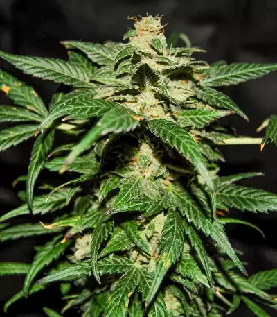 Original Auto Jack Herer Seeds