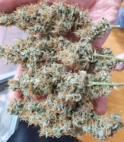Graines de cannabis Panama x Bangi Haze (Ace Seeds)