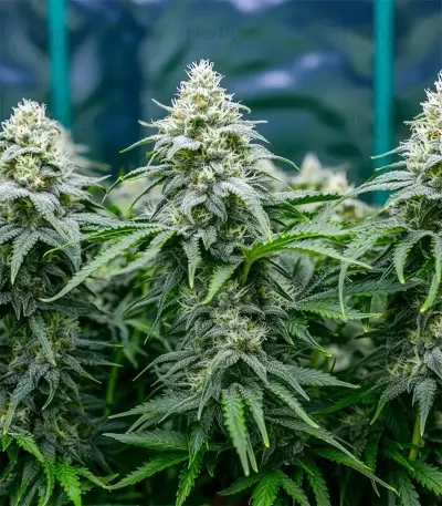 Pineapple Poison Seeds