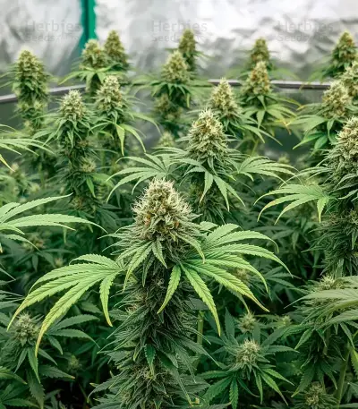 Graines de cannabis Power Bud (Blackskull Seeds)