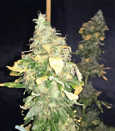 Pure Kush Seeds (Original Sensible Seeds)