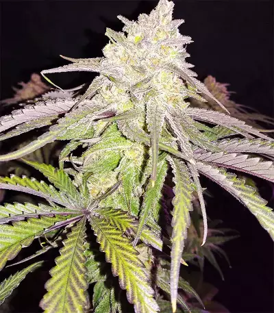 Purple Mexican Seeds