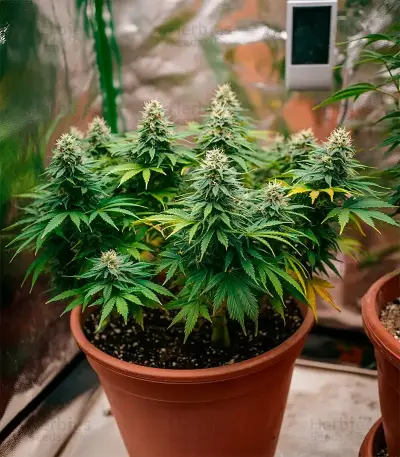 Purple OG Punch Seeds