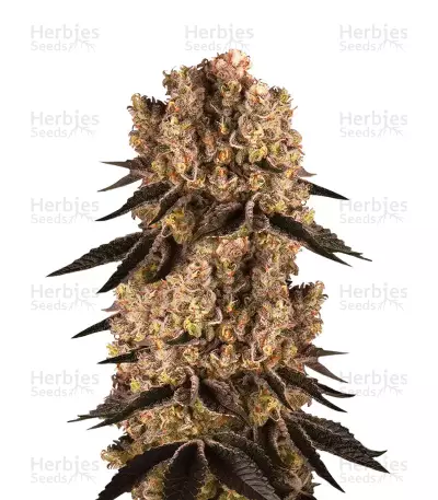 Semillas feminizadas Purple Punch