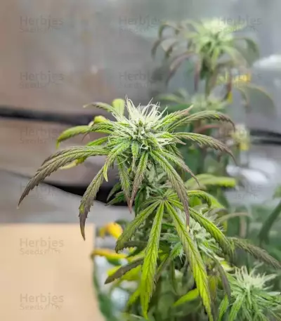 Purple Tropicana Cookies Seeds (Seedkeepers)